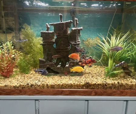 Fish & Friends