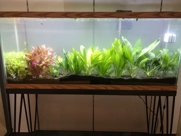Fish & Friends Picture 6