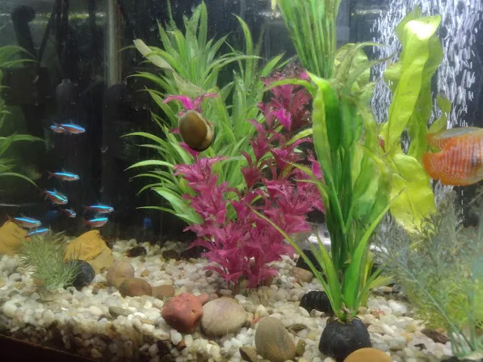 Fish & Friends Picture 7