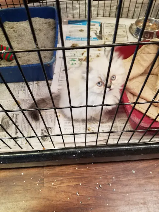 Village Pet Shoppe Picture 3