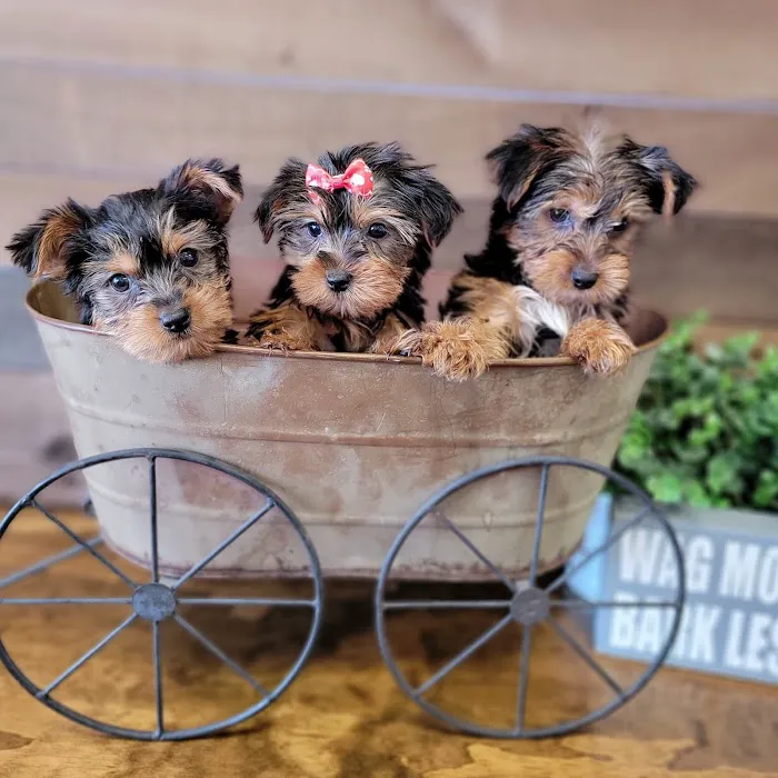 Village Pet Shoppe Picture 5