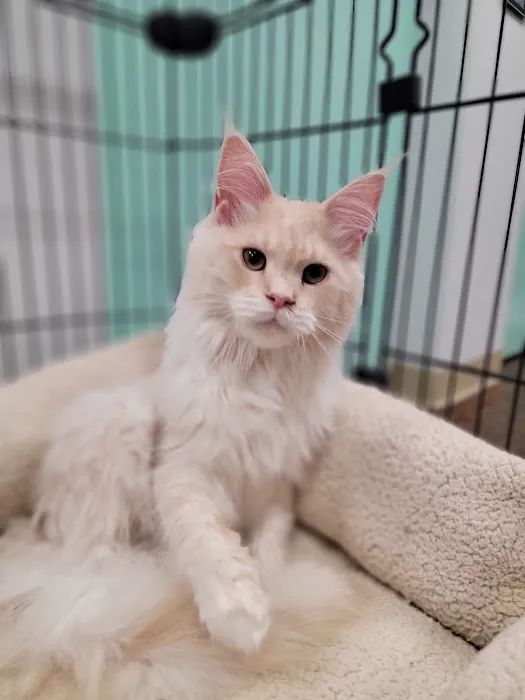 Village Pet Shoppe Picture 4