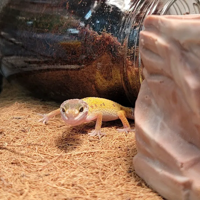 Village Pet Shoppe Picture 6