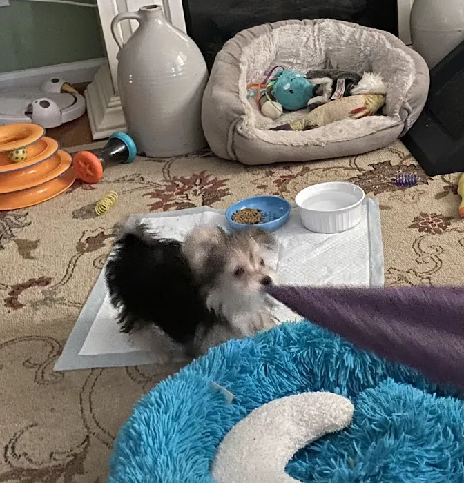 Patience's Puppies Picture 3