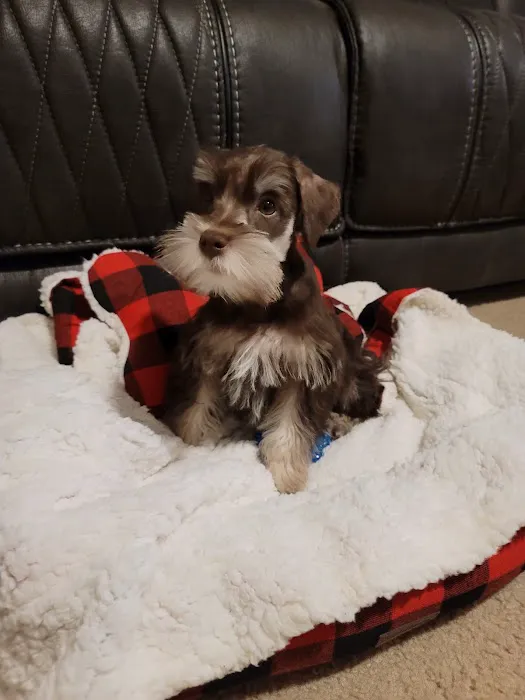 Patience's Puppies Picture 1