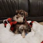 Patience's Puppies