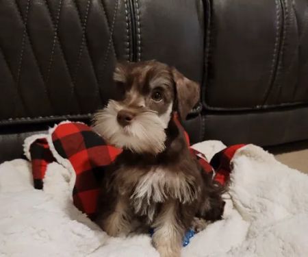 Patience's Puppies