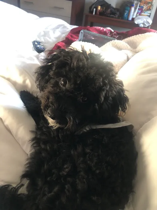 Patience's Puppies Picture 2
