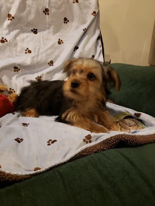 Patience's Puppies Picture 4