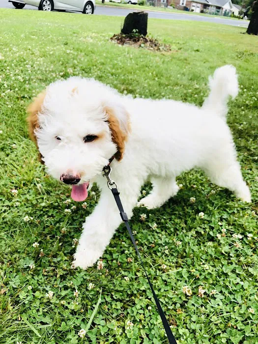 Patience's Puppies Picture 8
