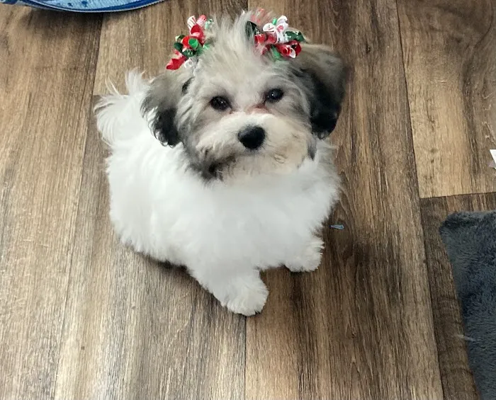 Patience's Puppies Picture 7
