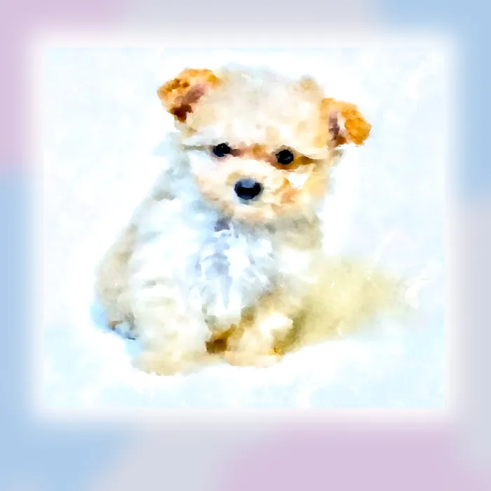 Patience's Puppies Picture 6