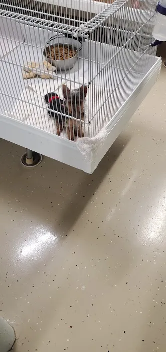Patience's Puppies Picture 9