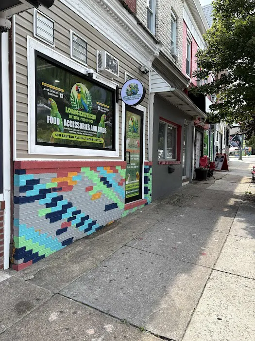 Loros Exoticos Baltimore Picture 5