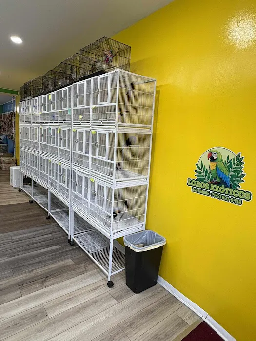 Loros Exoticos Baltimore Picture 7
