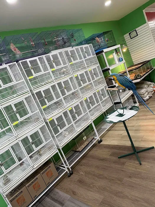 Loros Exoticos Baltimore Picture 10