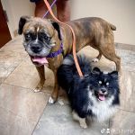 Bridgewater Veterinary Hospital