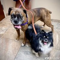 Bridgewater Veterinary Hospital ico