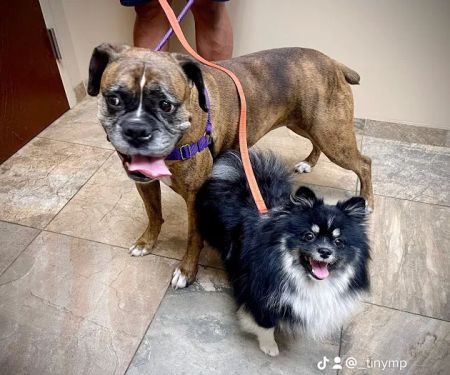 Bridgewater Veterinary Hospital