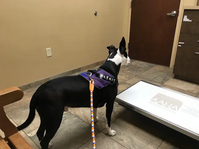 Bridgewater Veterinary Hospital Picture 7