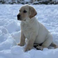 KIND Veterinary Care Center ico