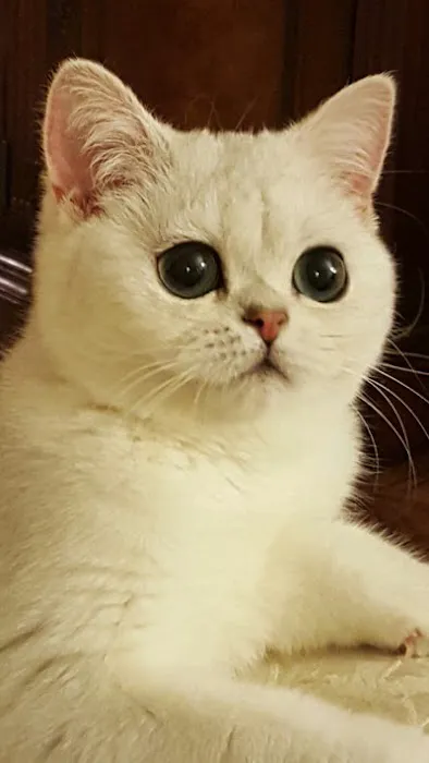 British Kittys Picture 2