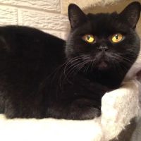 British Kittys ico
