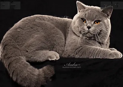 British Kittys Picture 3