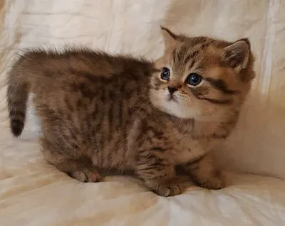 British Kittys Picture 5