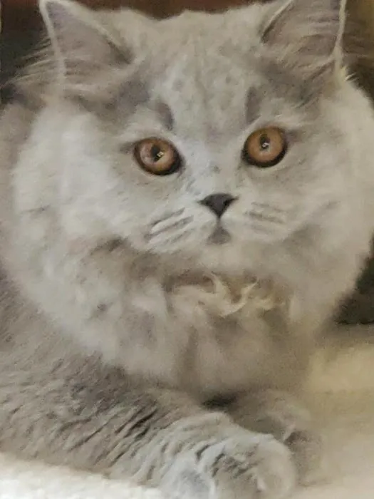British Kittys Picture 6