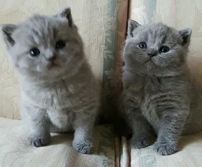 British Kittys Picture 4
