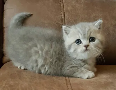 British Kittys Picture 7