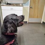 Bound Brook Veterinary Clinic