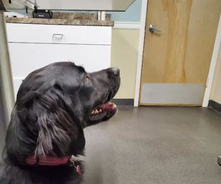Bound Brook Veterinary Clinic