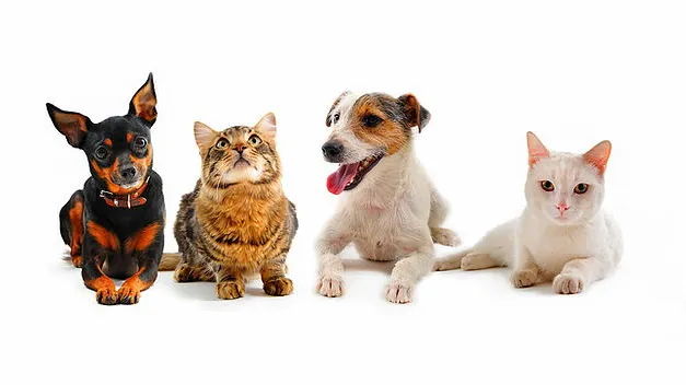 Raritan Valley Veterinary Hospital Picture 1