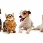 Raritan Valley Veterinary Hospital