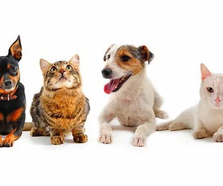Raritan Valley Veterinary Hospital