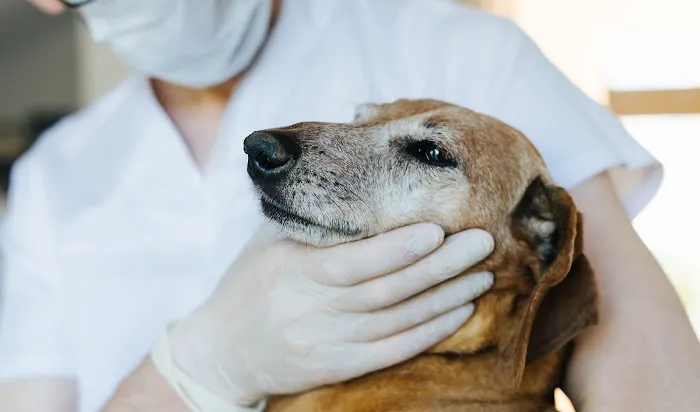 Raritan Valley Veterinary Hospital Picture 8