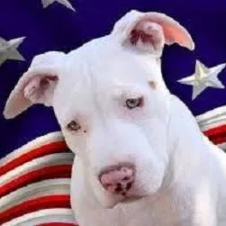 All American Pets Picture 2