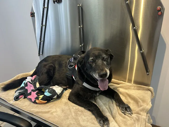 Easton Animal Clinic Picture 9