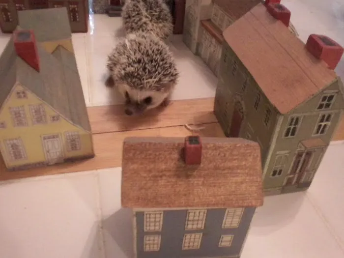 Halpine Hedgehogs Picture 1