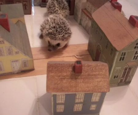 Halpine Hedgehogs