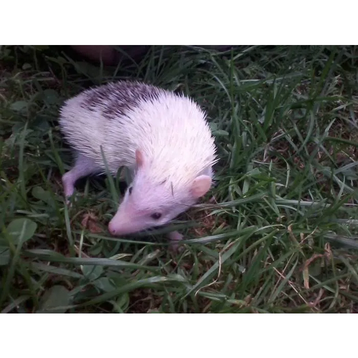 Halpine Hedgehogs Picture 3