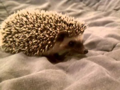 Halpine Hedgehogs Picture 4