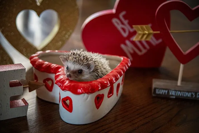 Halpine Hedgehogs Picture 8