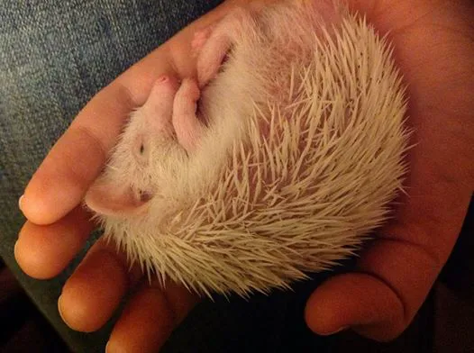 Halpine Hedgehogs Picture 7