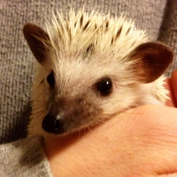Halpine Hedgehogs Picture 6