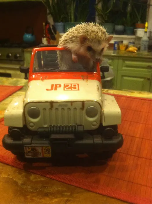 Halpine Hedgehogs Picture 10