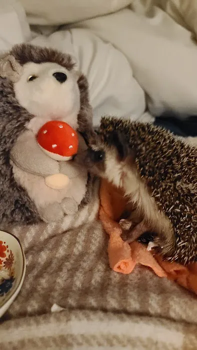 Halpine Hedgehogs Picture 9