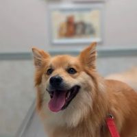 Cedar Lane Animal Clinic ico